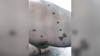 아이폰 (7)